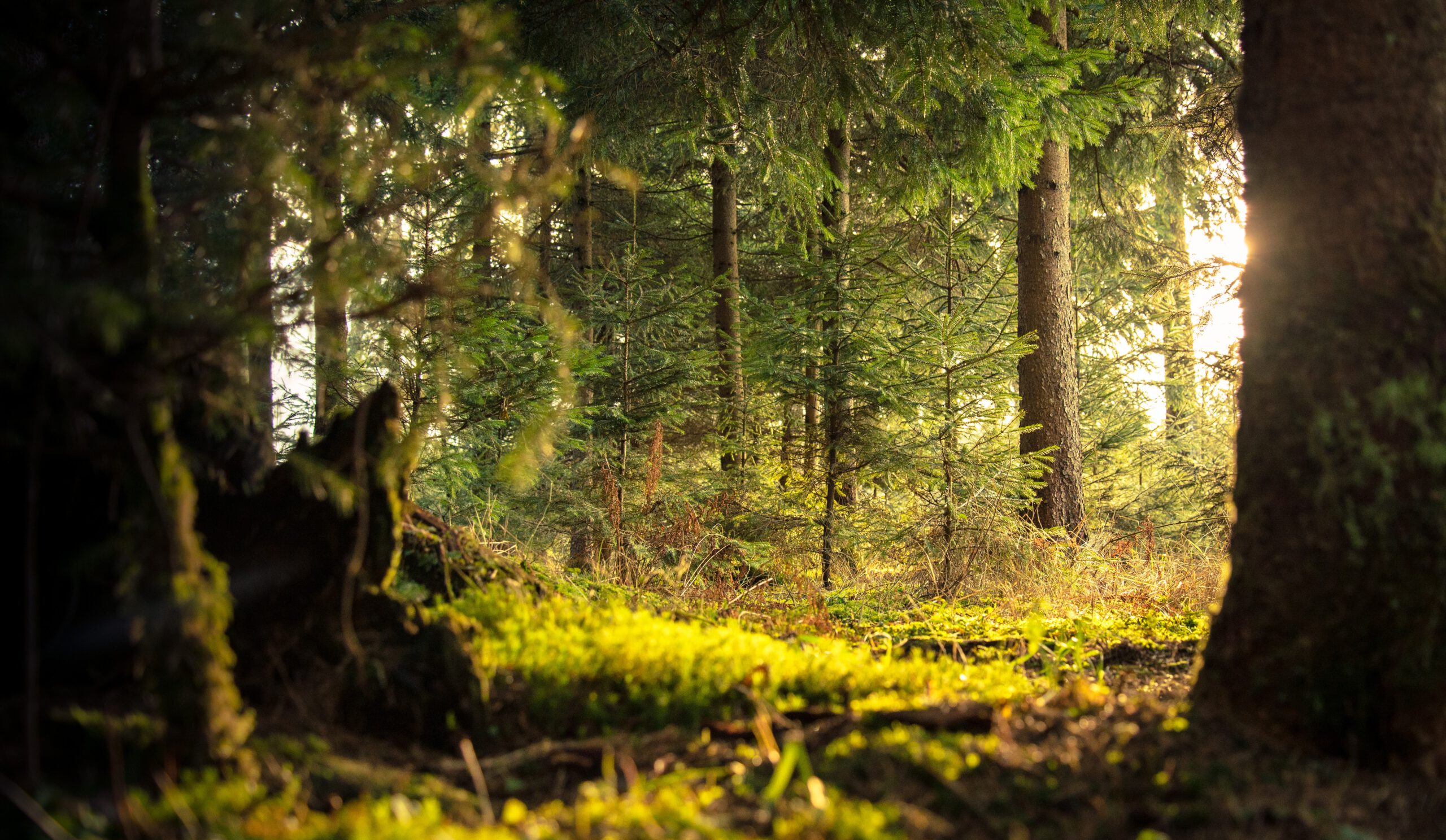 A sunny clearing in a forest